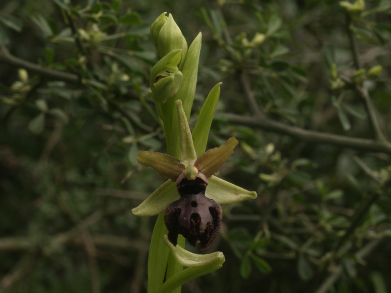 Ophrys passionis a Metaponto